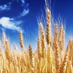 golden wheat against a blue sky